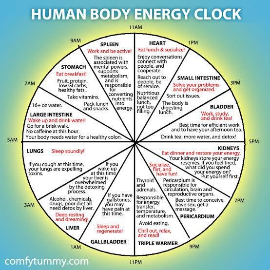 The Role of the Biological Clock: